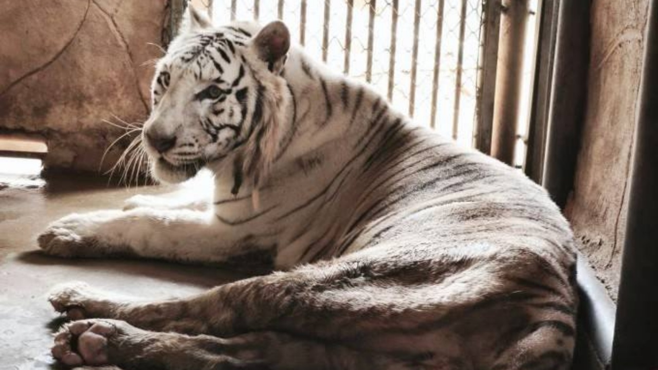 ทีมสัตวแพทย์เร่งช่วยเหลือ "ซัน" เสือโคร่งขาววัย 16 ปี มีปัญหาระบบทางเดินอาหาร