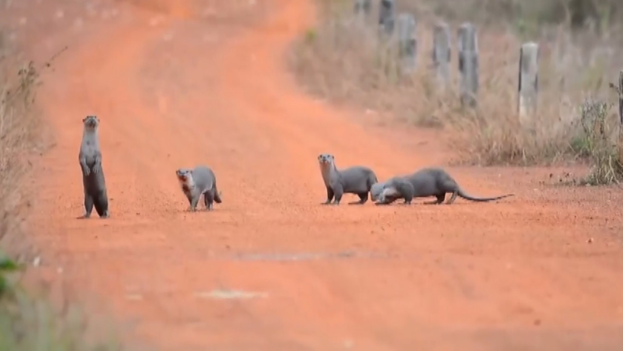 มองซ้ายขวา "นากขนเรียบ" สัตว์หายากที่ใกล้สูญพันธุ์ พากันข้ามถนนป่าดงใหญ่