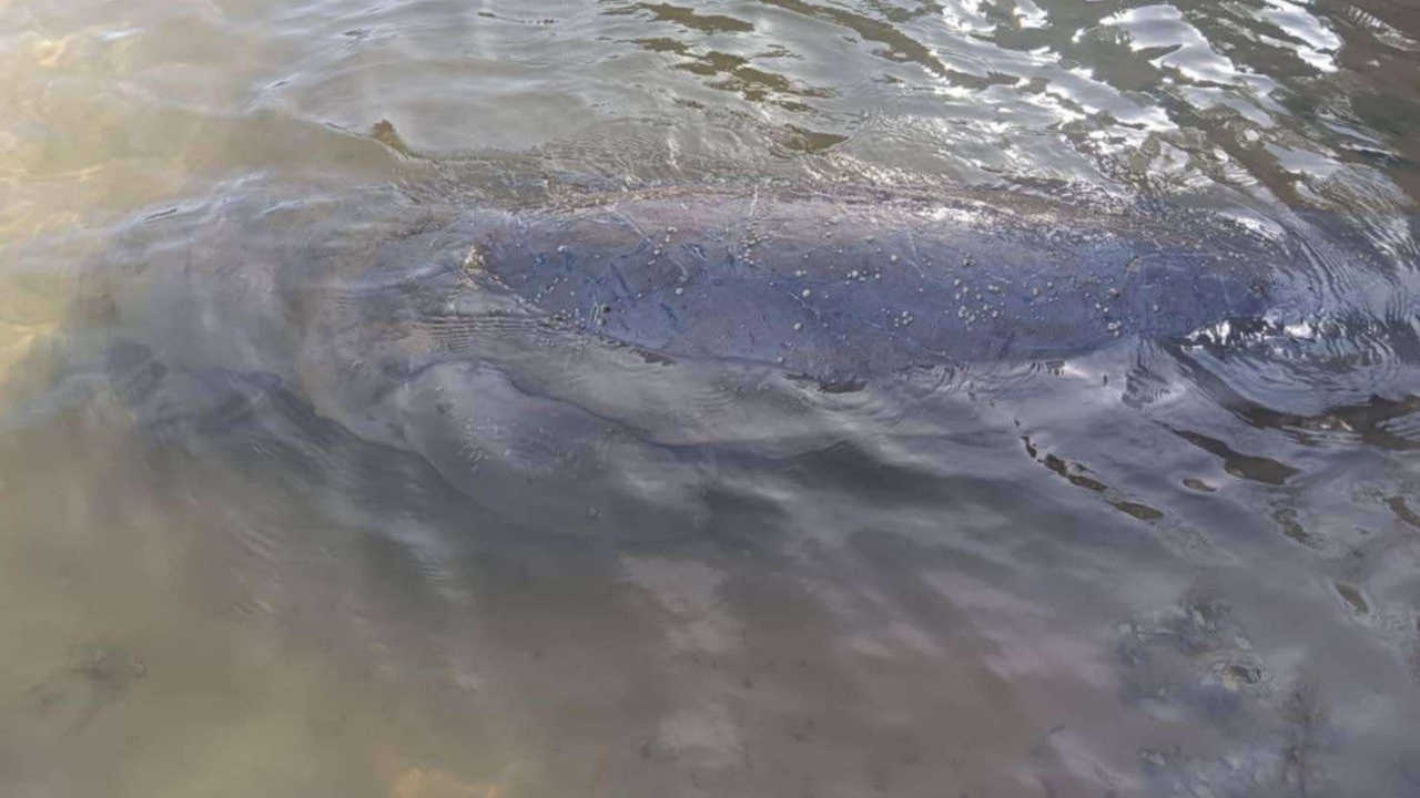 สลด พบซากพะยูน ป่วยตายจากการติดเชื้อ แต่เขี้ยวถูกถอด คาดนำไปทำเครื่องราง