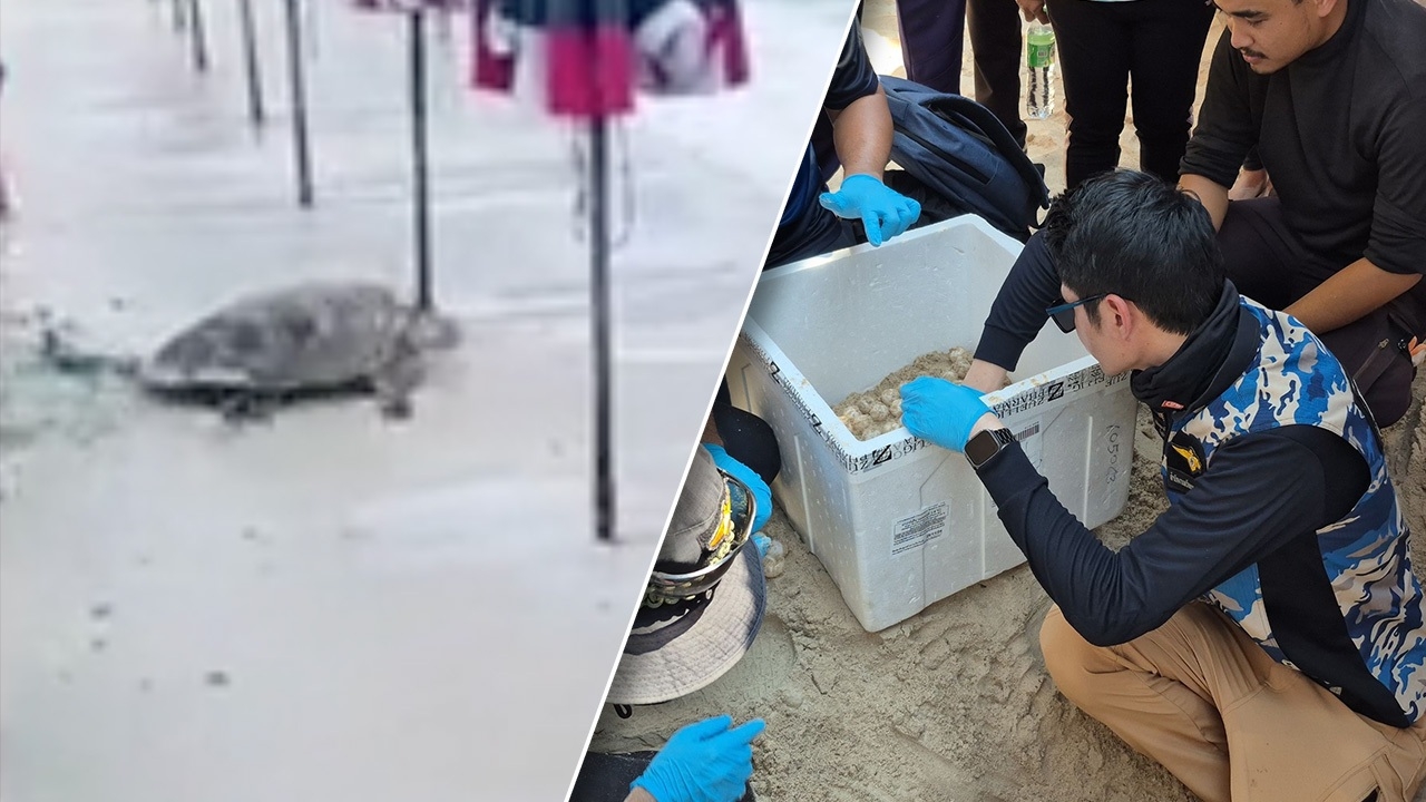 พบเต่ากระ โผล่วางไข่ริมเก้าอี้ชายหาด "เกาะล้าน" นับได้ 157 ฟอง