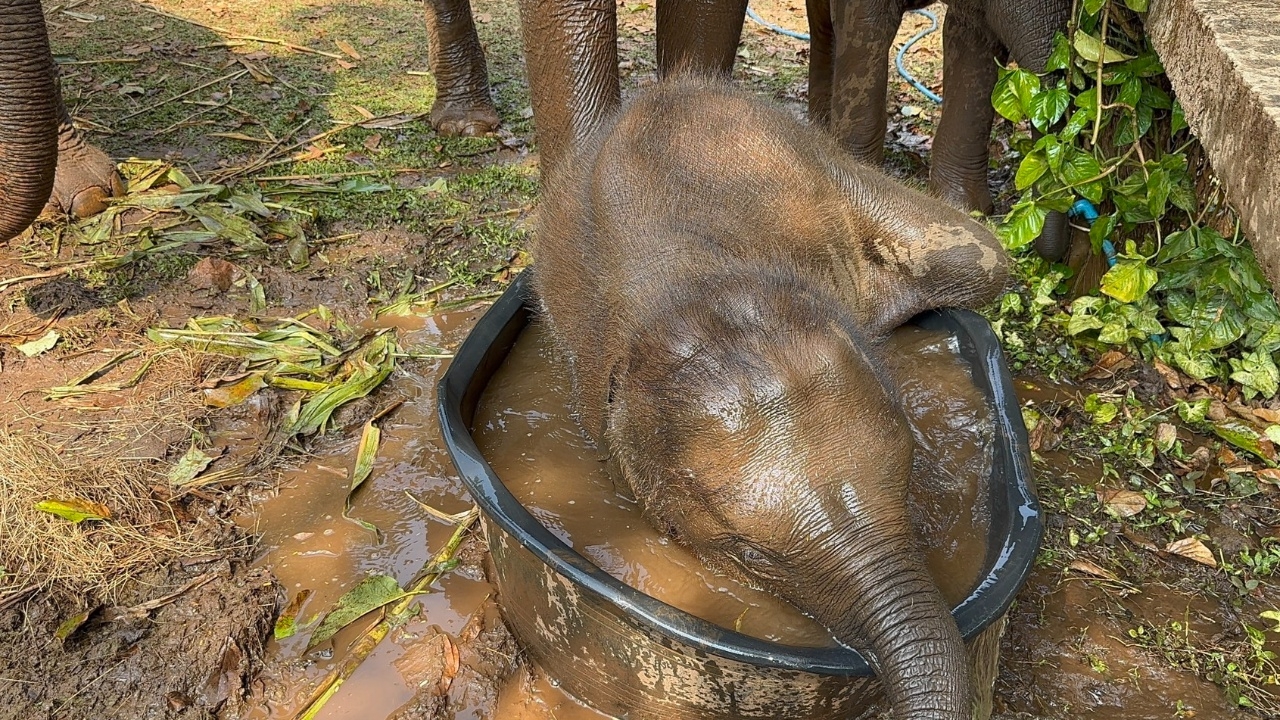 เอ็นดู "พลายเมฆา" ช้างน้อยเล่นน้ำคลายร้อน ส่วนกะละมังสู้ชีวิต