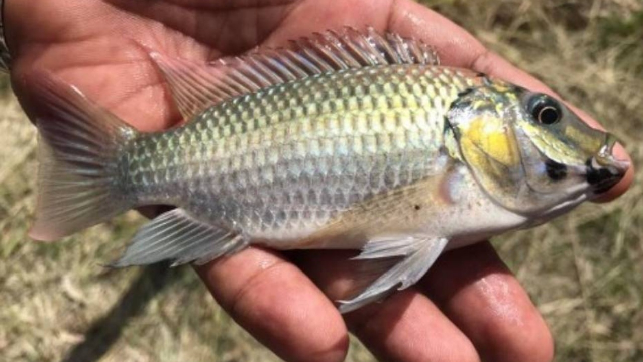 ศาลอนุญาตให้ดำเนินคดีแบบกลุ่ม กรณีปลาหมอคางดำ แต่ยังไม่ชี้ขาดความผิด