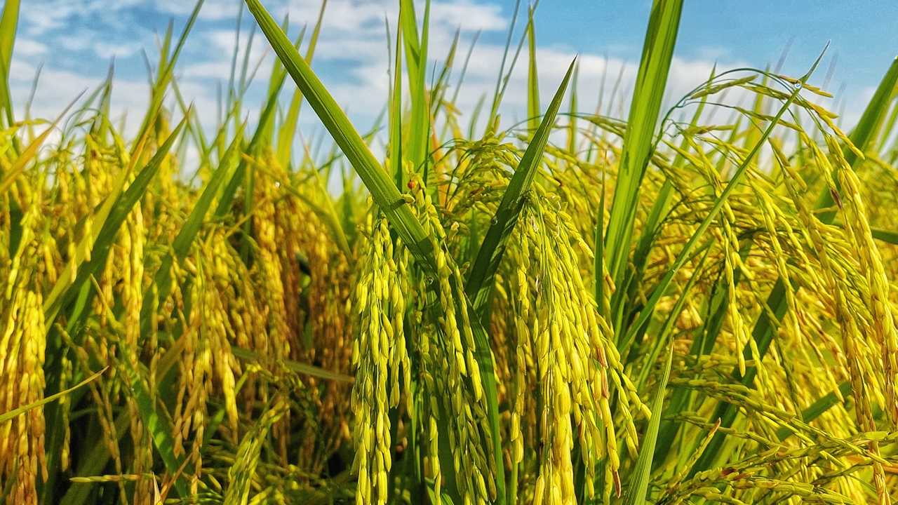 ข้าวไทยรอวันตาย!!