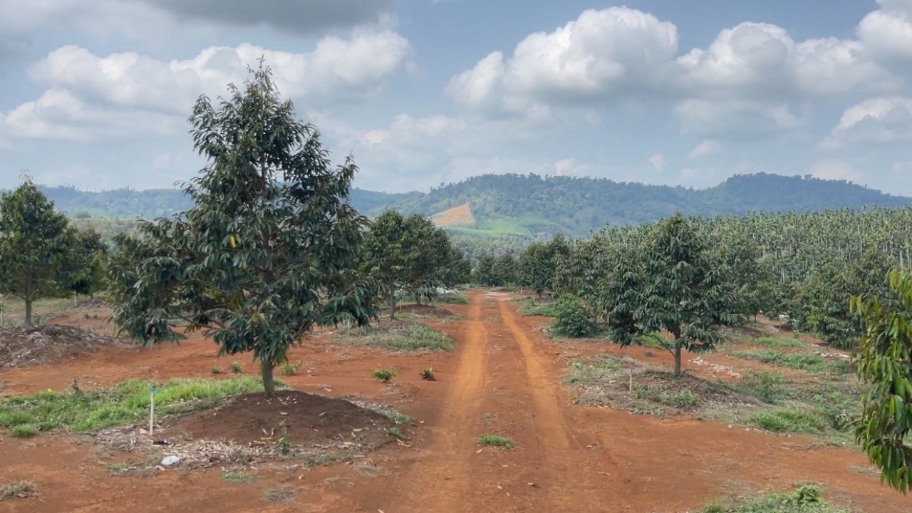 ยึดแล้ว สวนทุเรียนกว่า 919 ไร่ บุกรุกป่าสงวนฯ ส่งเรื่องให้ DSI รับเป็นคดีพิเศษ