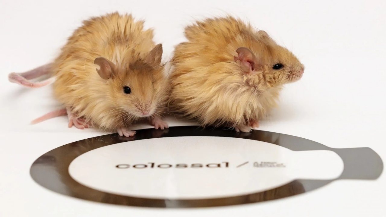 นักวิทย์ใช้ยีนแมมมอธขนยาว ดัดแปลงพันธุกรรมหนู หวังคืนชีพสัตว์ยุคดึกดำบรรพ์