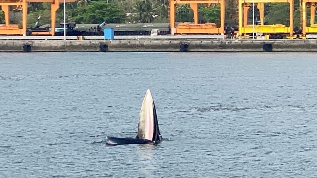 "วาฬบรูด้า" 2 ตัว โผล่อวดโฉม กินปลาใกล้ฝั่งบางสะพาน ครั้งแรกในหลายสิบปี