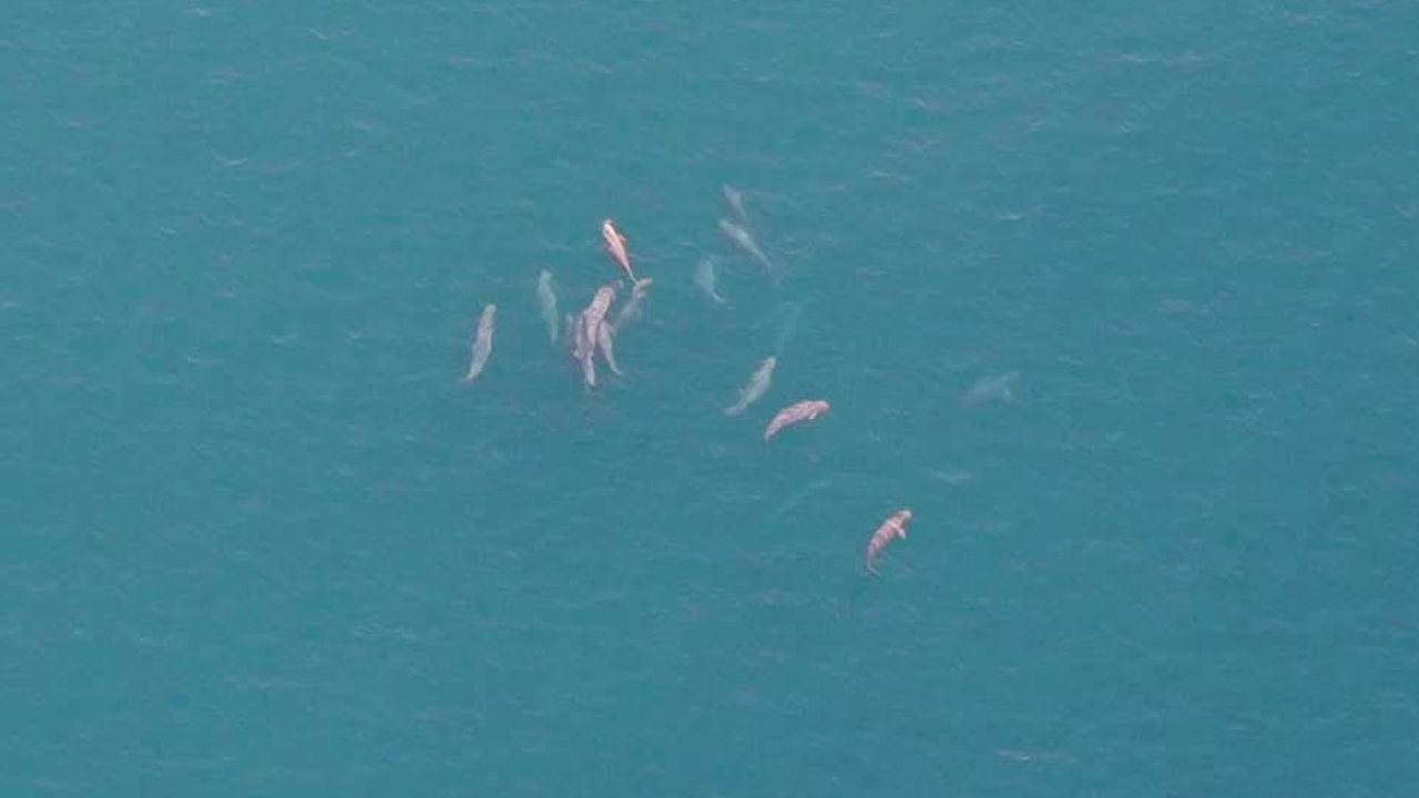 "พะยูน" โผล่อ่าวตราดในรอบ 7 ปี พร้อมฝูงโลมา 40 ตัว ชี้ถึงความอุดมสมบูรณ์