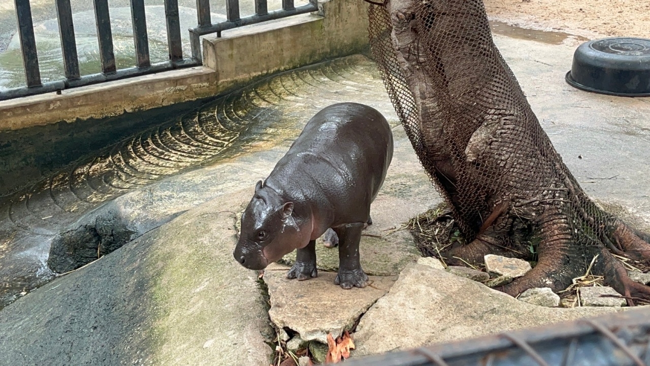 ผอ.เขาเขียว แจงดราม่าต่างชาติรณรงค์แบน "หมูเด้ง" ยันดูแลสัตว์ทุกตัวอย่างดี