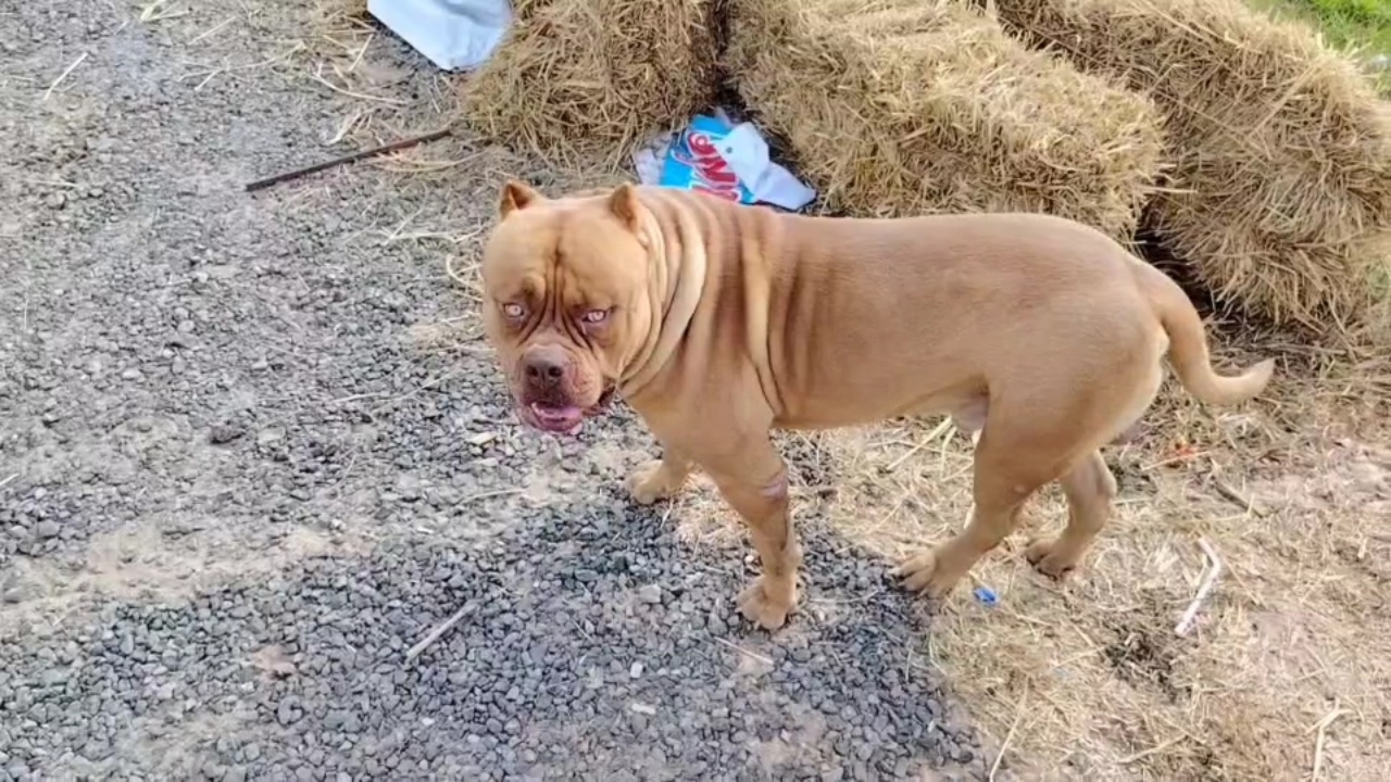 ตร. เรียกเจ้าของ "พิทบูล" รับทราบข้อหา ปมกระโจนใส่รถ จยย. ชาวบ้านเจ็บสาหัส