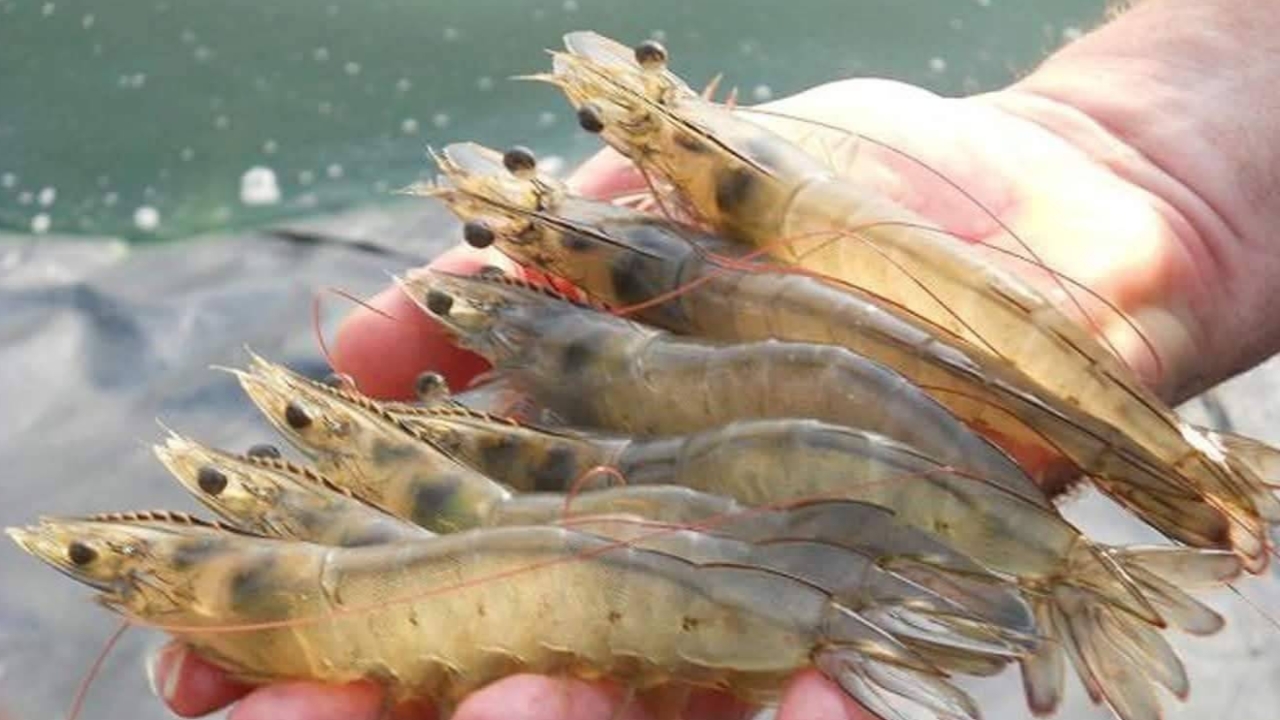 กระทรวงเกษตรฯ ลุยฟื้นอุตสาหกรรมกุ้ง กลับมาเป็นผู้ส่งออกอันดับต้นๆ ของโลก