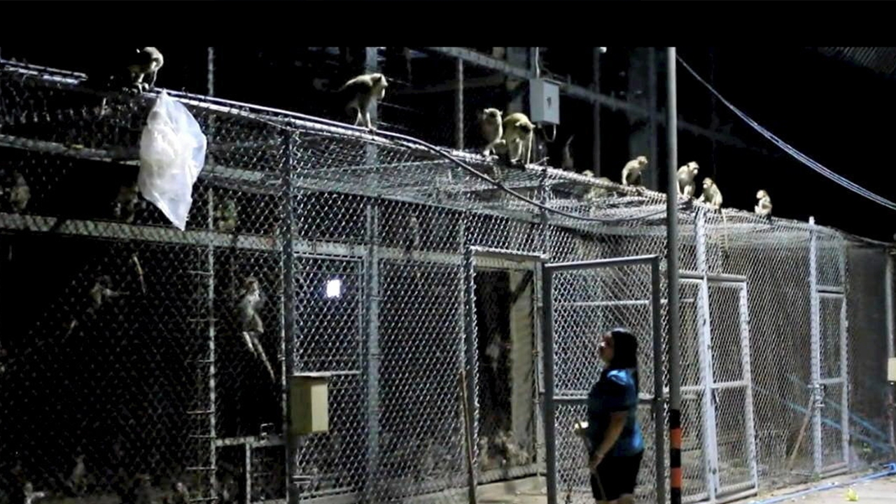 ลพบุรีป่วนอีก ลิงแหกกรงอลหม่าน 200 ตัว ล่อจับได้ 100 กว่า