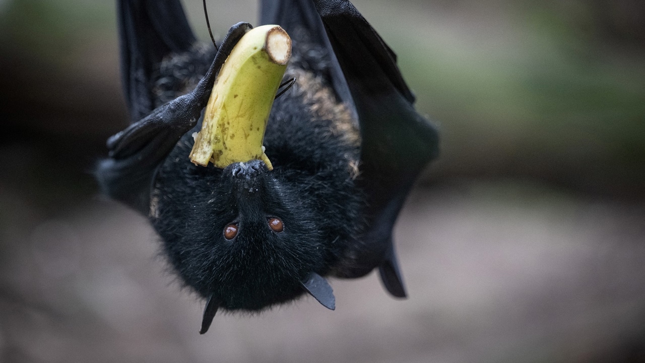 จีนจับตา พบไวรัสโคโรนาพันธุ์ใหม่ในค้างคาว ชี้จับเซลล์คนได้แบบโควิด