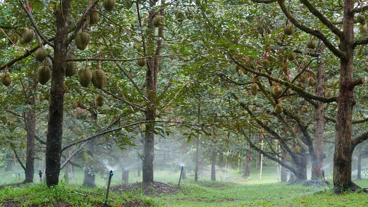 พ่อข่มขืนลูกสาว วัย 15 ถูกพบเป็นศพ จบชีวิตตัวเองในสวนทุเรียน