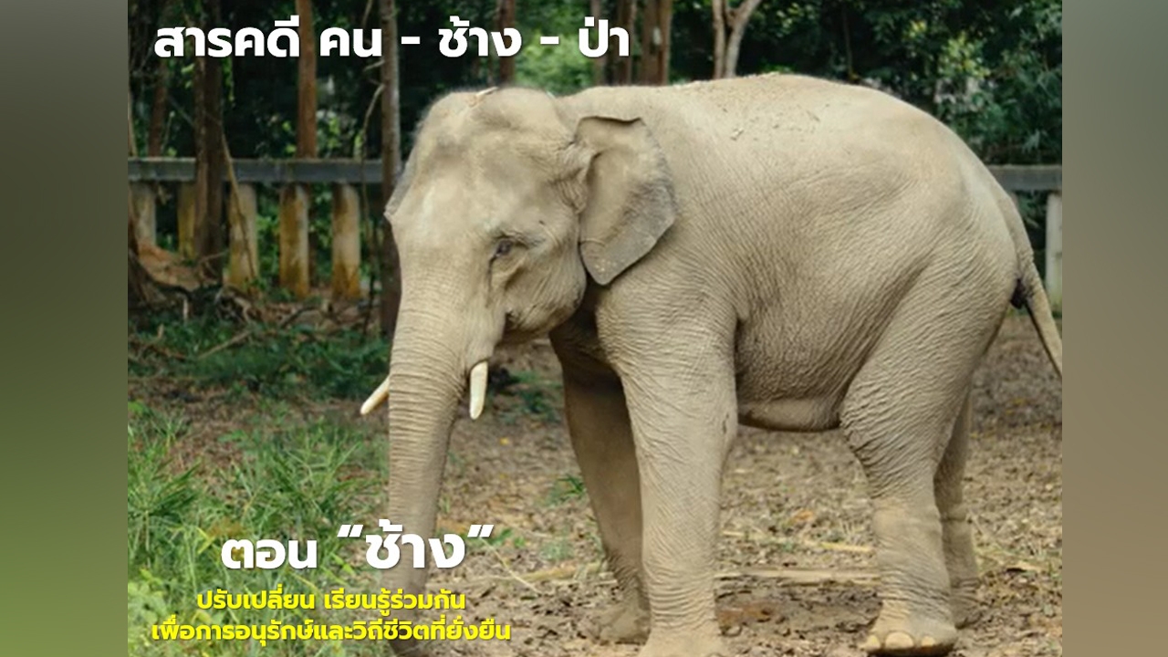 ชวนคนไทย เรียนรู้ร่วมกัน เพื่ออนุรักษ์และวิถีชีวิตที่ยั่งยืนผ่านสารคดีสั้น คน-ช้าง-ป่า