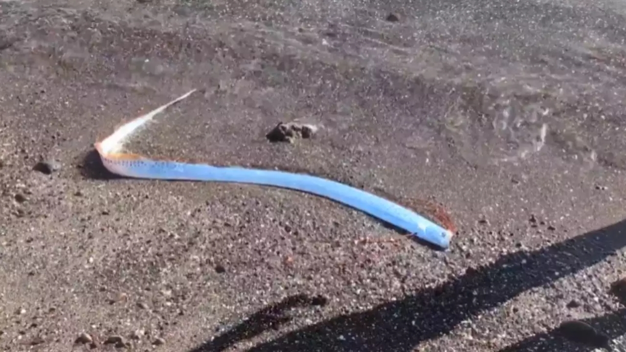 เม็กซิโกเจอปลาพญานาคเกยตื้นชายหาด หวั่นเป็นสัญญาณเตือนภัยพิบัติ (คลิป)