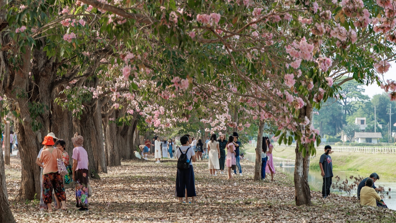 ชวนเดินชิล สัมผัสฟีลซากุระญี่ปุ่นบนถนนสีชมพูไปกับจุดชมวิวดอกชมพูพันธุ์ทิพย์ ม.เกษตรฯ กำแพงแสน
