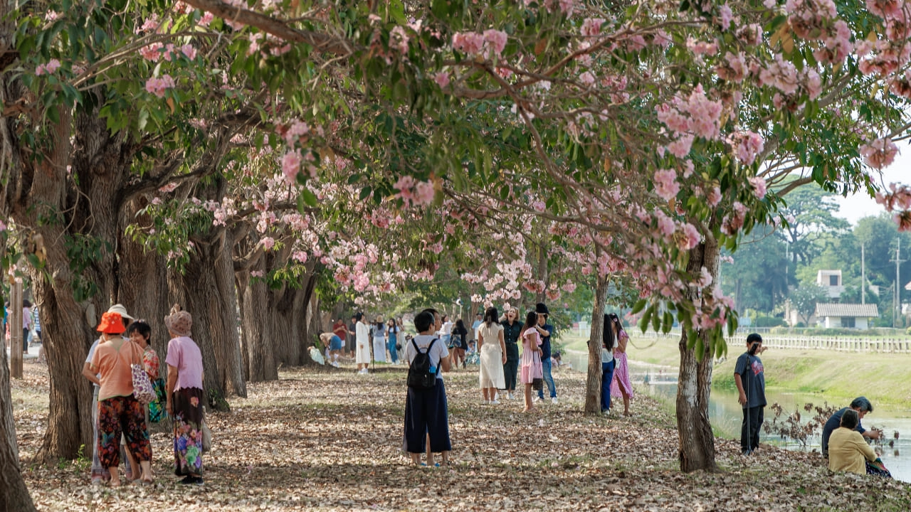 .ชวนเดินชิล สัมผัสฟีลซากุระญี่ปุ่นบนถนนสีชมพูไปกับจุดชมวิวดอกชมพูพันธุ์ทิพย์ ม.เกษตรฯ กำแพงแสน.