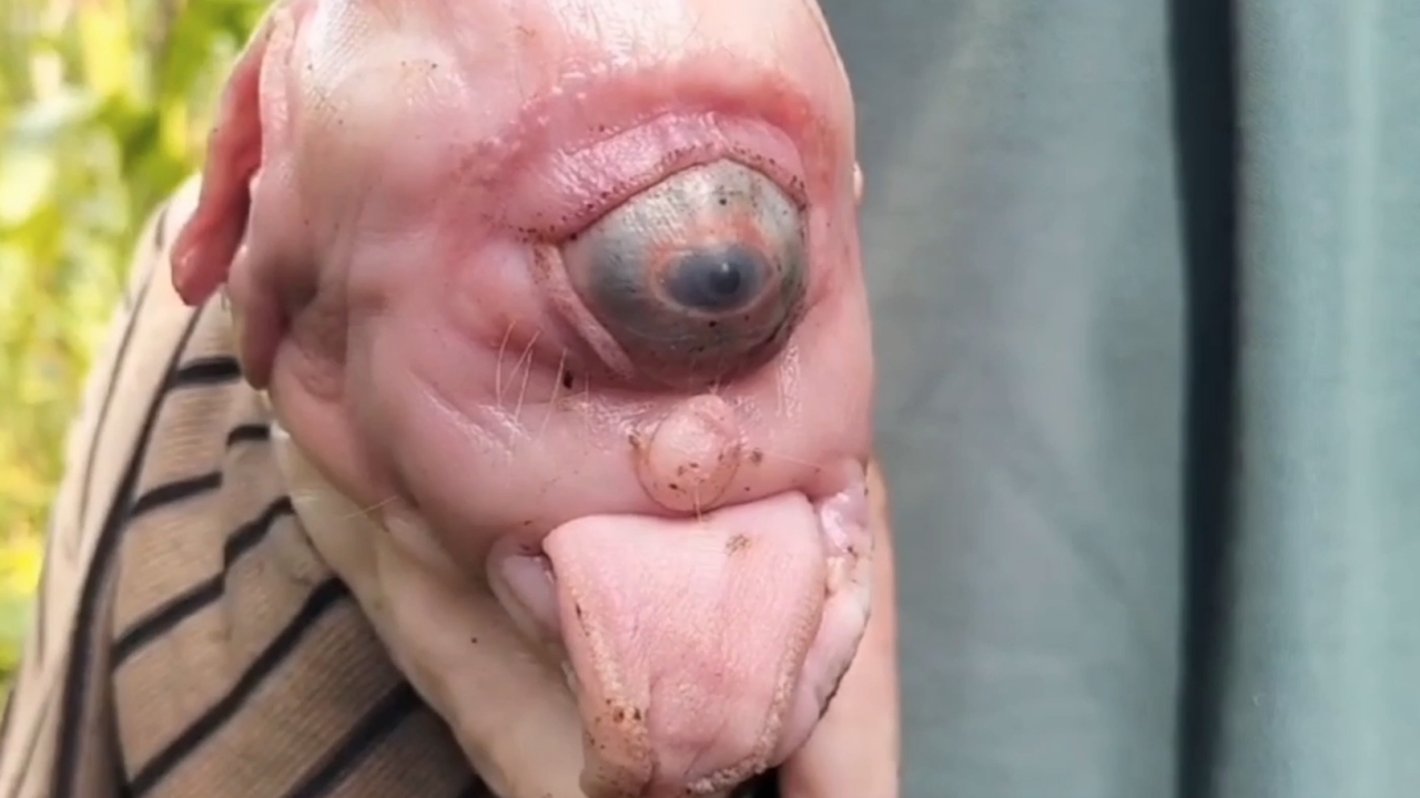 ชาวบ้านแตกตื่น ลูกหมูไซคลอป มีตาเดียวในอินโดนีเซีย