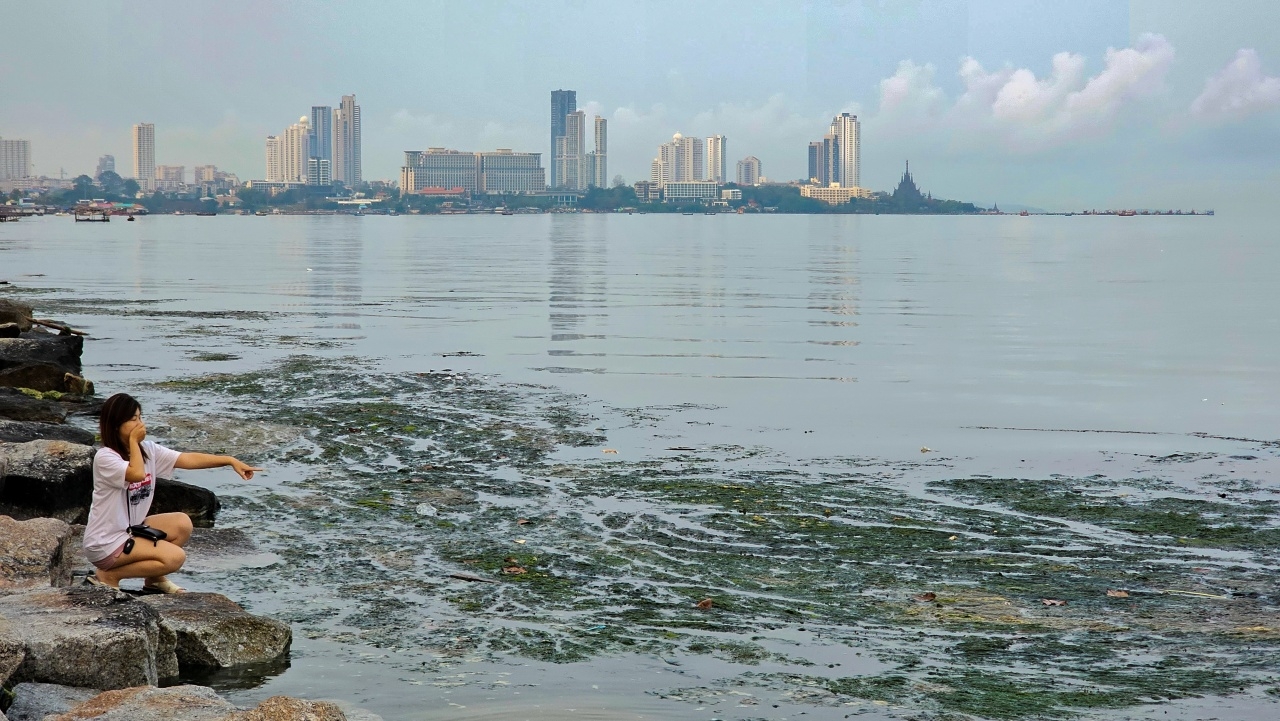 สาหร่ายมหาศาลเริ่มเน่า ส่งกลิ่นเหม็นคลุ้ง ทั่ว "หาดกระทิงลาย" 