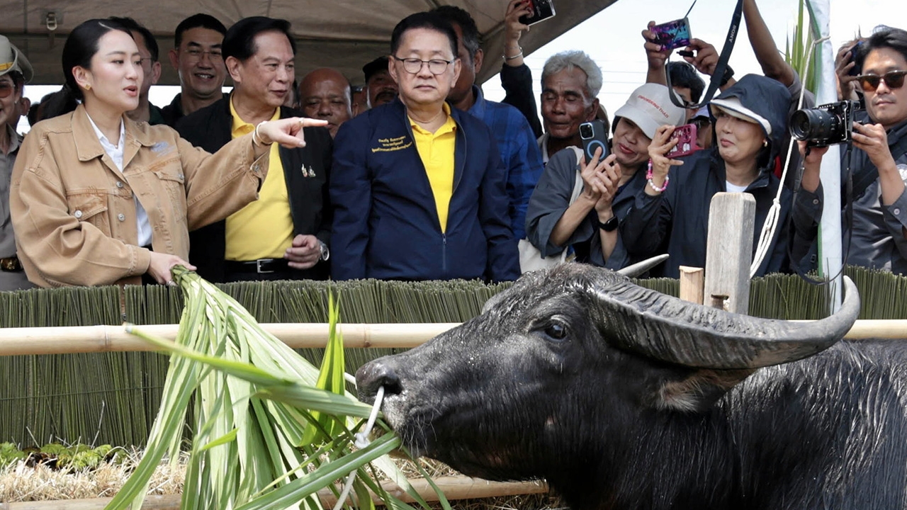 ส่งเสริมนมควาย