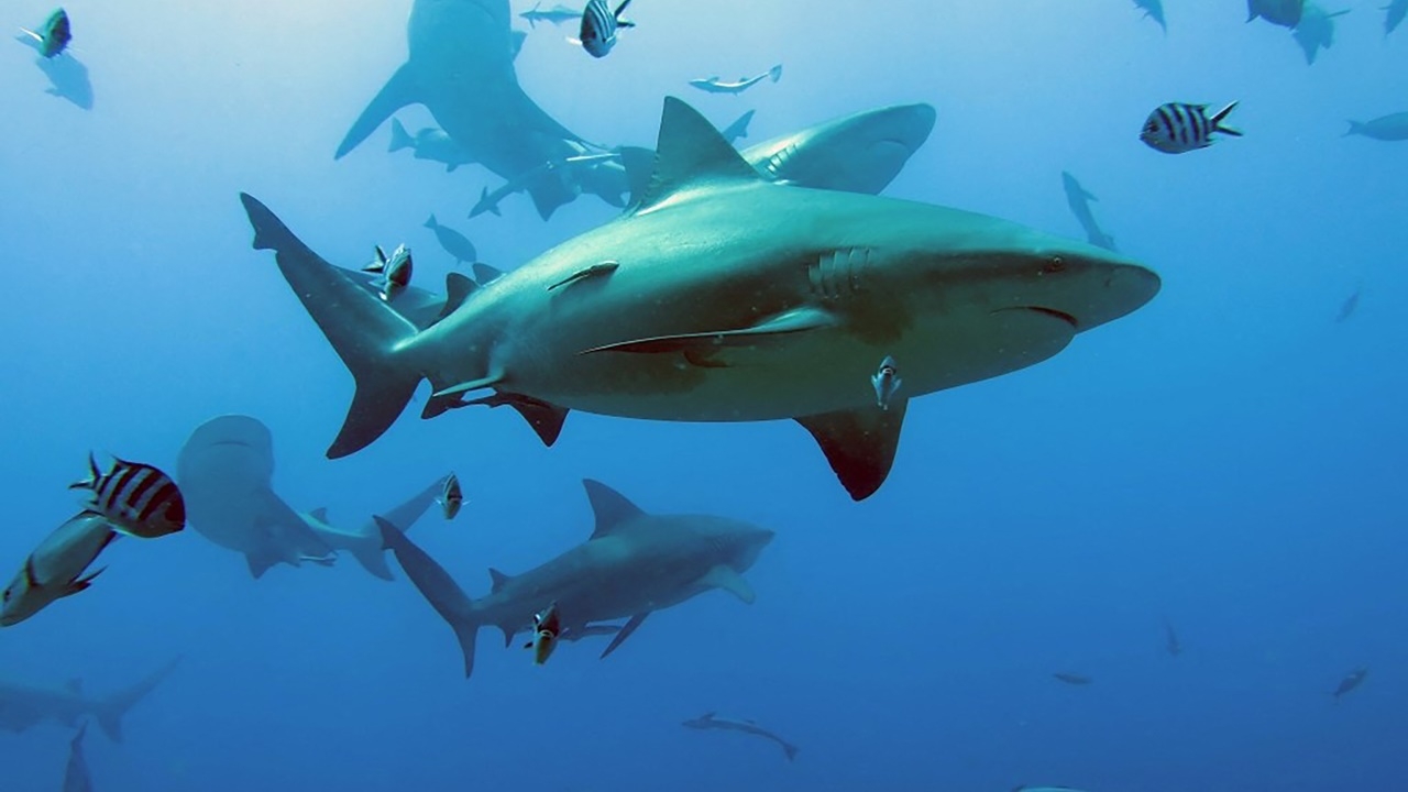 ช็อก หญิงแคนาดาโดนฉลามกัดขณะถ่ายรูปในทะเล ต้องตัดมือทั้ง 2 ข้าง