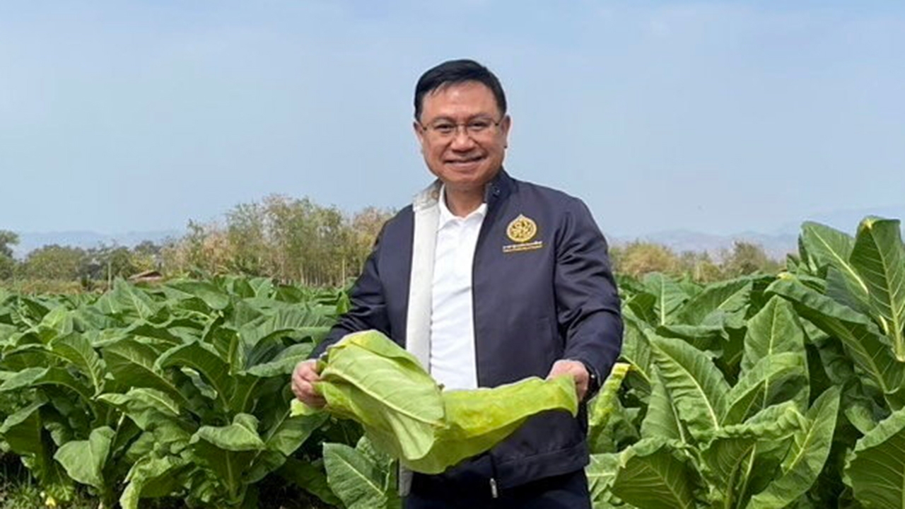 ยสท.เปิดรับซื้อ "ใบยาสูบ" ไม่อั้น ดันส่งออกสร้างโอกาส เพิ่มรายได้ให้ชาวไร่