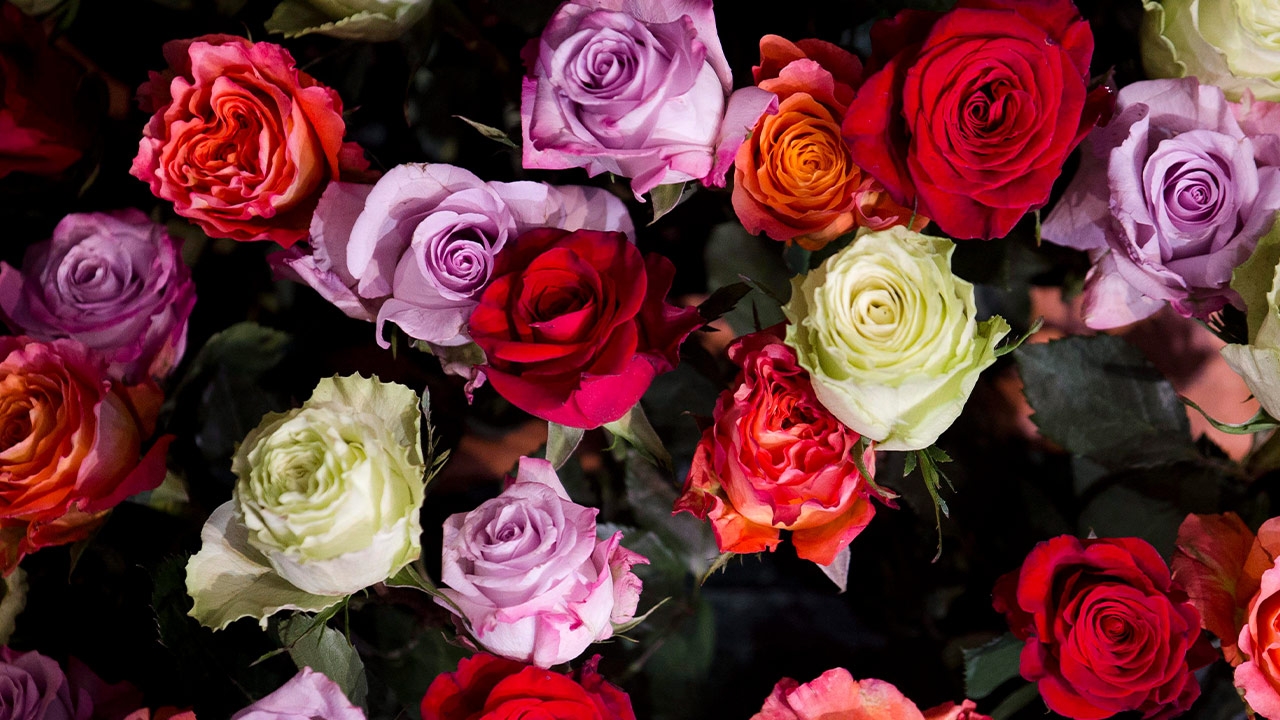 วาเลนไทน์ 2568 เปิดความหมายลึกซึ้ง ดอกไม้ยอดฮิต ผู้รับต้องยิ้มแก้มปริ