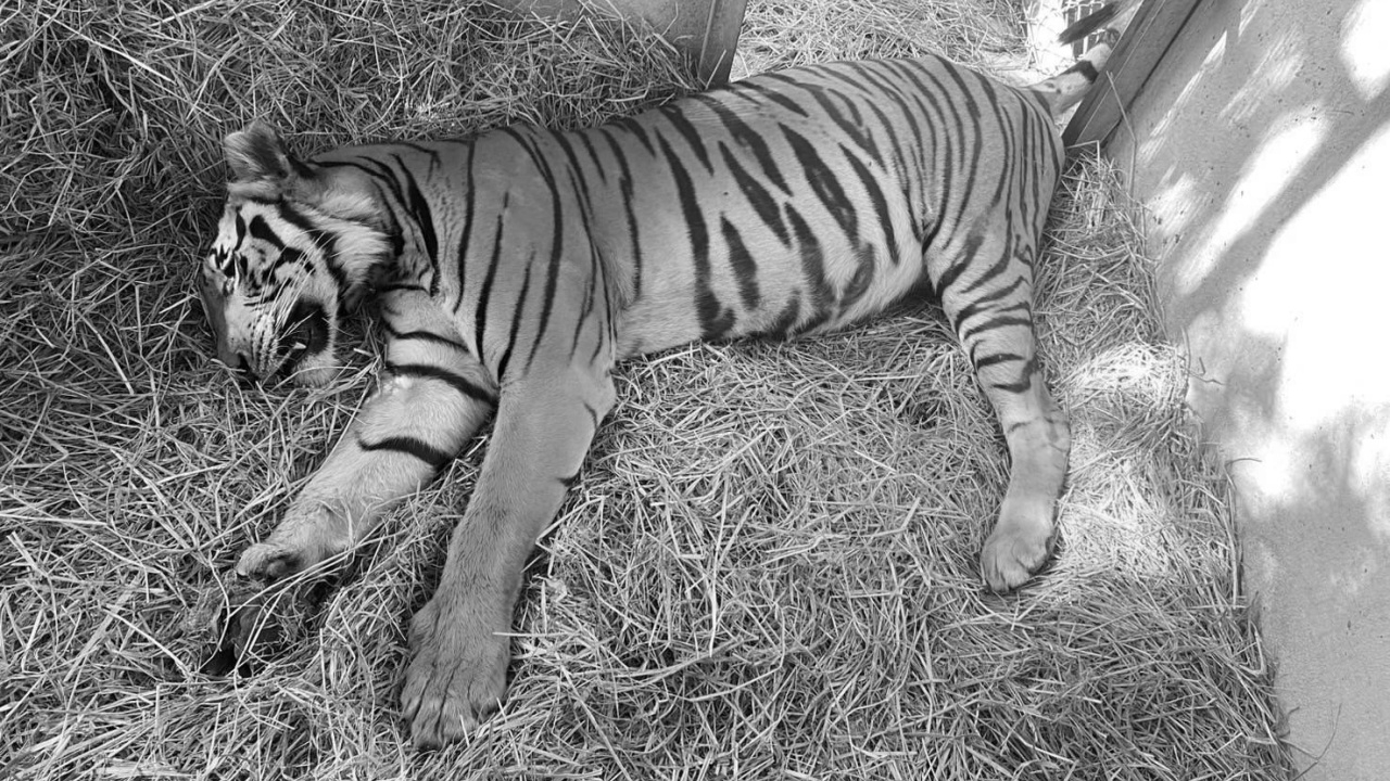 "เสือโคร่งพุเตย" สิ้นใจแล้ว ระหว่างรักษาอาการเจ็บ จากการ "ติดบ่วงดักสัตว์"
