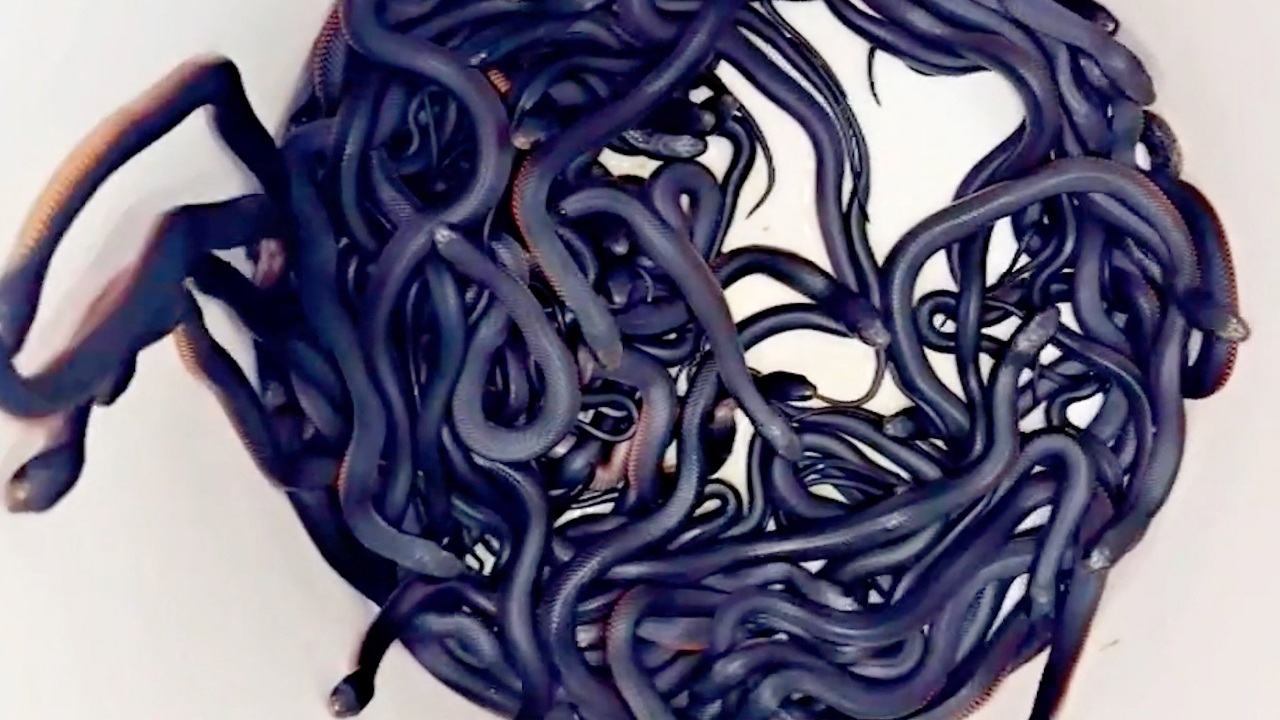 ผงะ หนุ่มออสเตรเลียเจองูพิษ 102 ตัว ยั๊วะเยี๊ยะในสวนหลังบ้าน