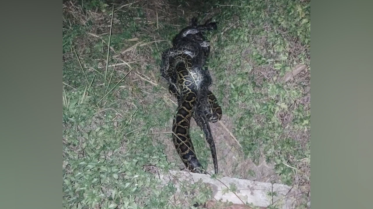 ชาวบ้านร้องเสียงหลง งูหลามขนาดใหญ่ รัดกันเป็นก้อน นับได้ 8 ตัว