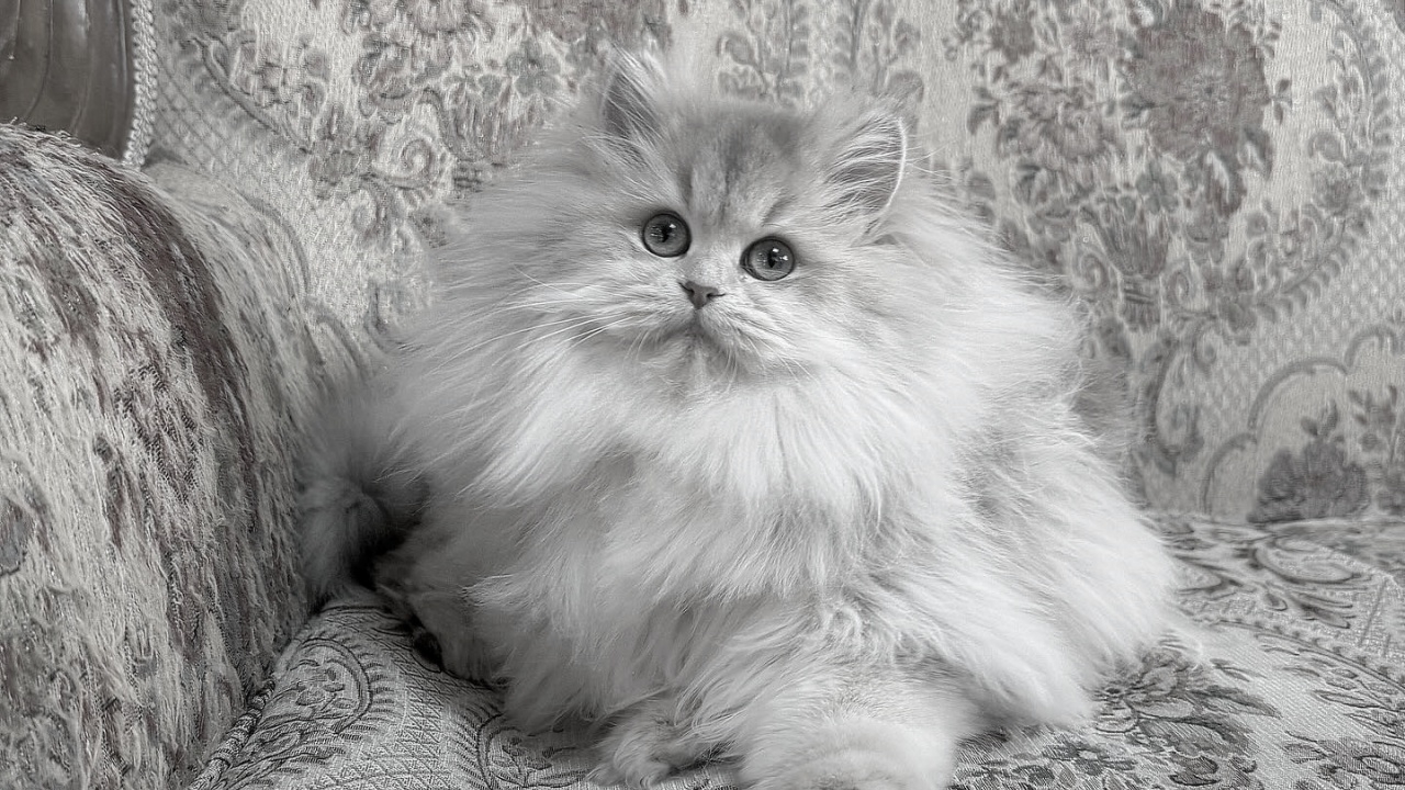 เจ้าของแจ้งข่าวเศร้า น้องแมวเซเล็บ "ใจฟู" กลับดาวแมวแล้ว