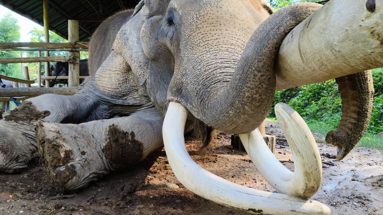 สิ้นแล้ว "พลายคำหมื่น" งาอ้อมจักรวาล วัย 90 ปี จ่าฝูงปางช้างแม่สา