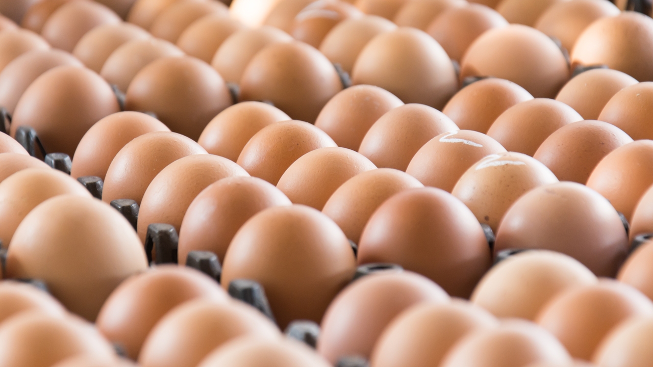 พาณิชย์เดินหน้าช่วยพืชเกษตร จัดโมบายธงฟ้าขายไข่ไก่ราคาถูก ลดค่าครองชีพ