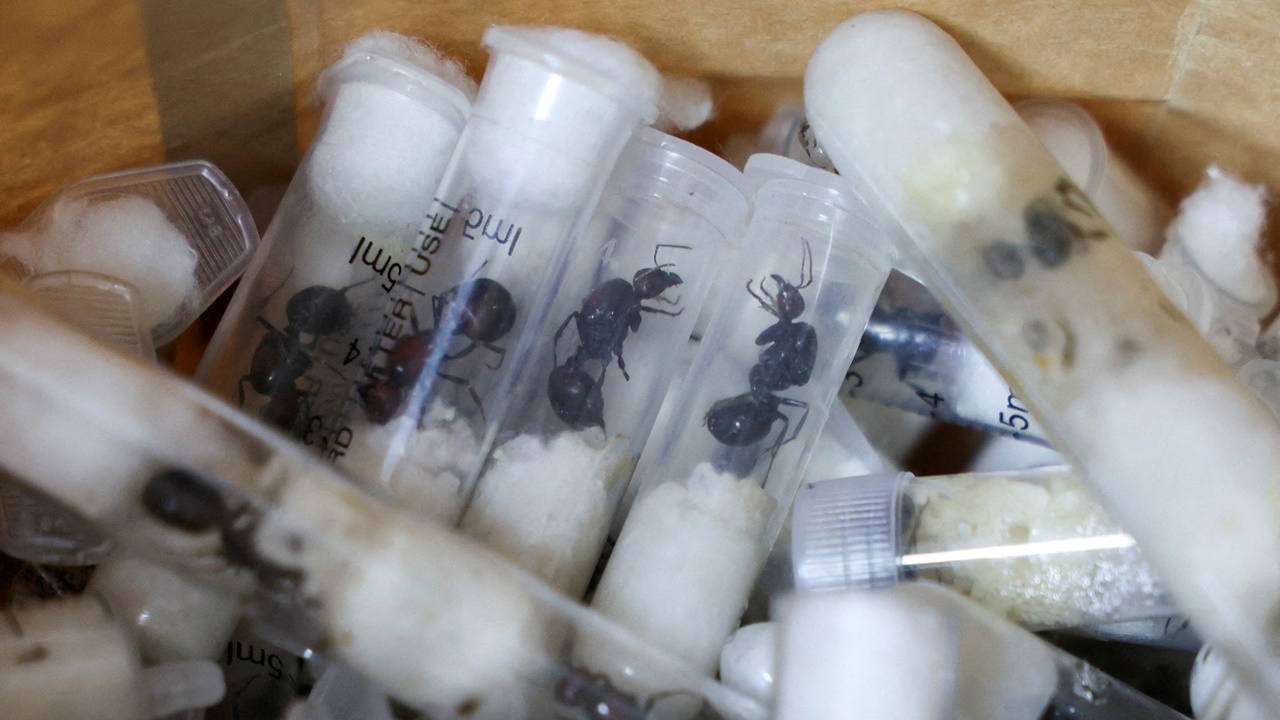 2 โจ๋เบลเยียมถูกจับในเคนยา เตรียมลักลอบส่งออก “มด” 5,000 ตัว