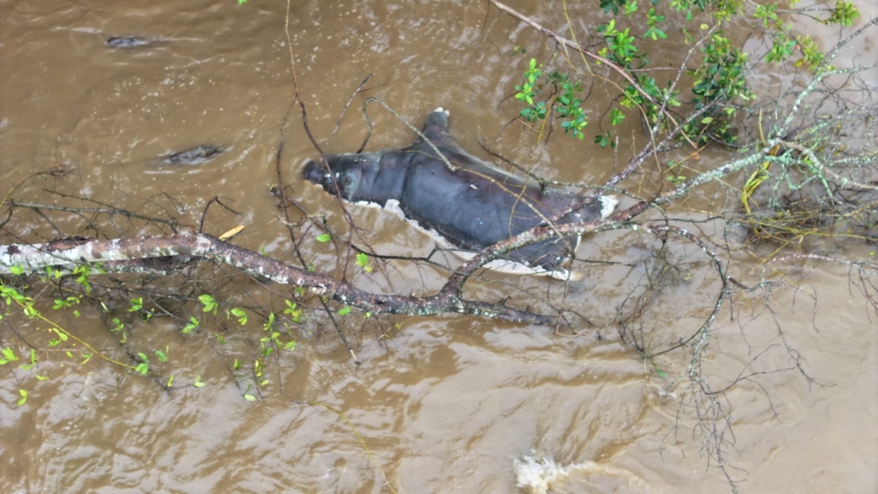 ฮิปโปในอุทยานดีอาร์คองโก ล้มตายกว่า 50 ตัว เหตุติดเชื้อแอนแทรกซ์