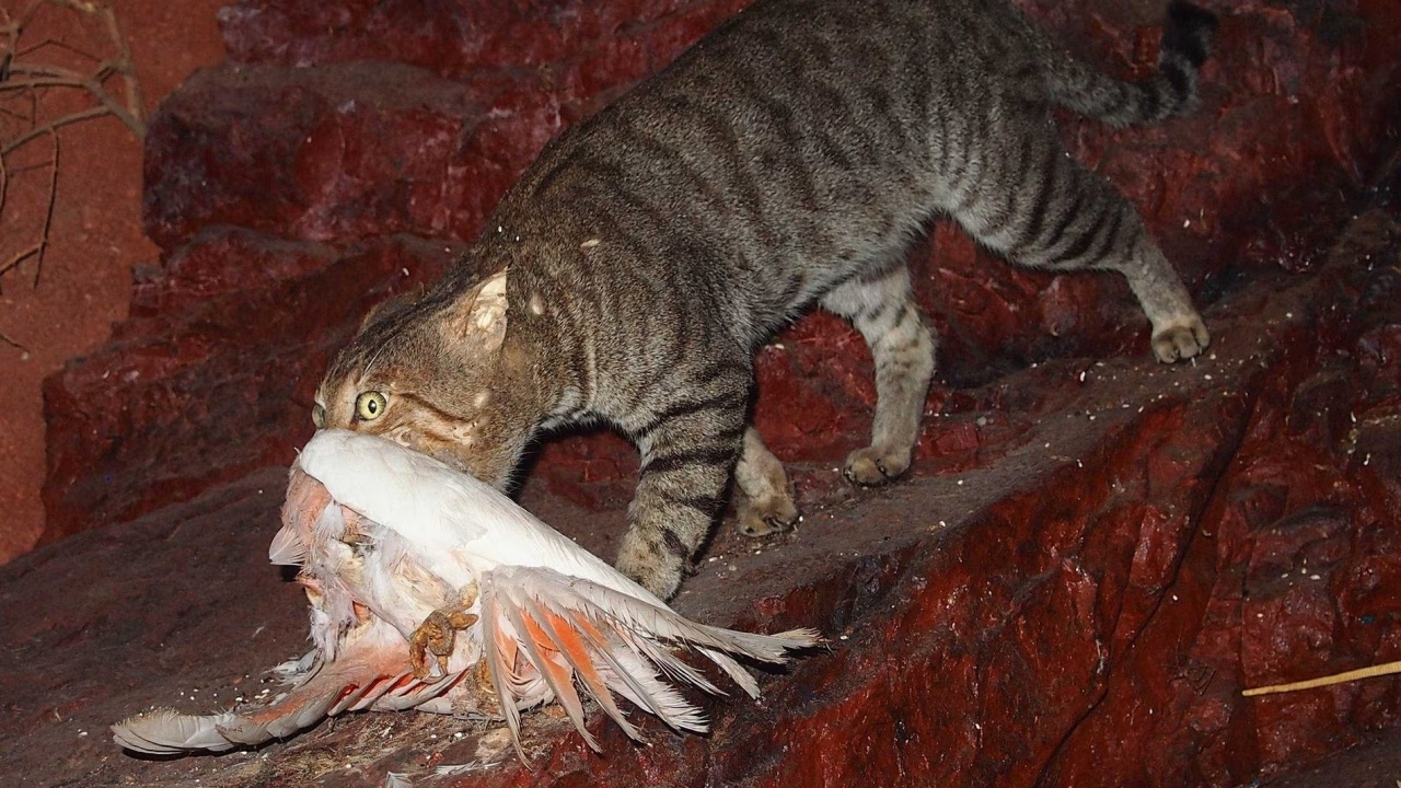 ออสเตรเลียสังหารแมวจรจัดนับร้อย อ้างปกป้องสัตว์ป่าพื้นเมือง