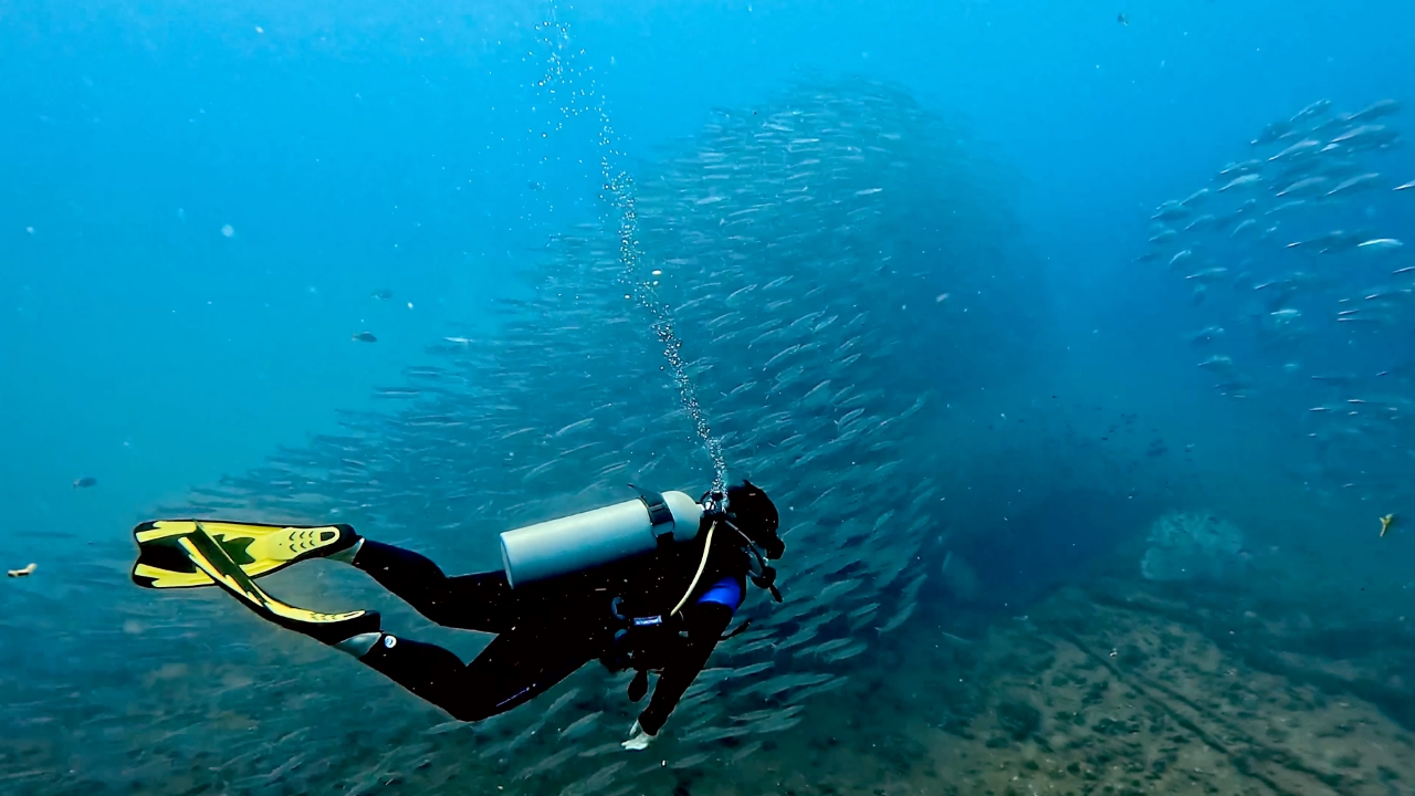 ตื่นตา ฝูงปลาสากนับพันว่ายหาอาหารจุดดำน้ำเรือหลวงช้าง หลังธรรมชาติฟื้นฟู