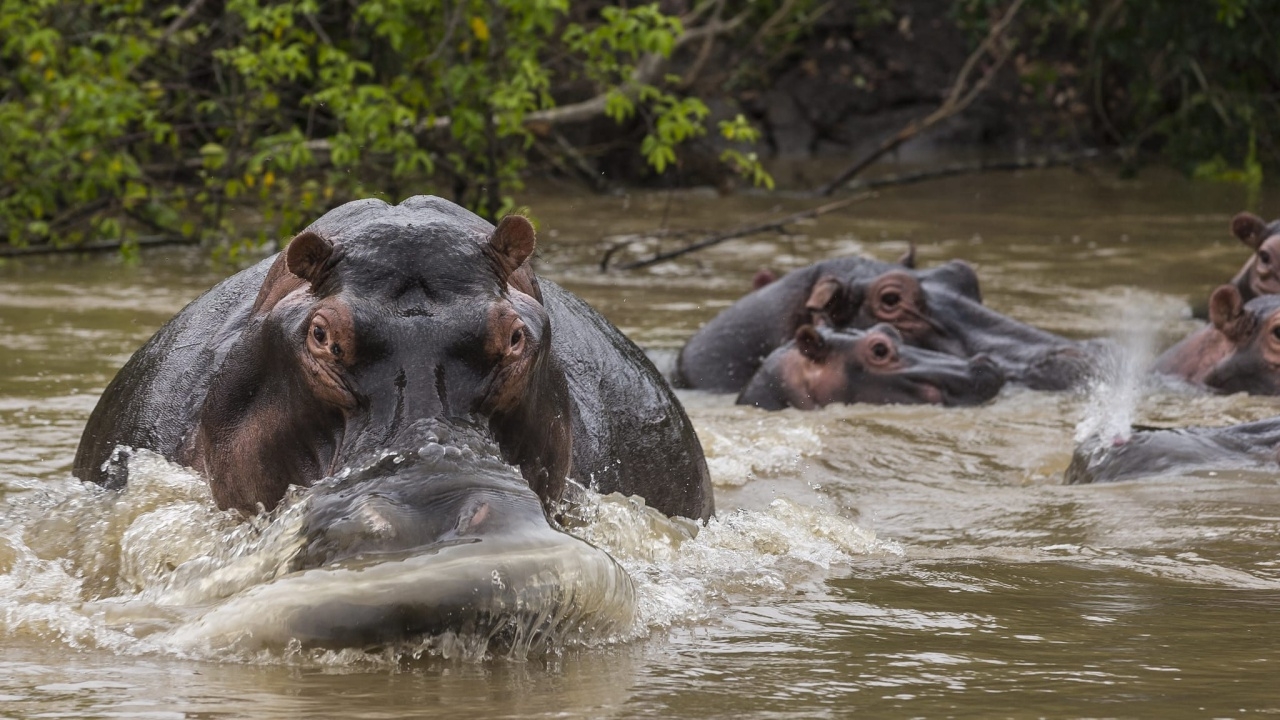 ฮิปโปดับ 50 ตัว ติดเชื้อแอนแทรกซ์ ในอุทยานฯ คองโก