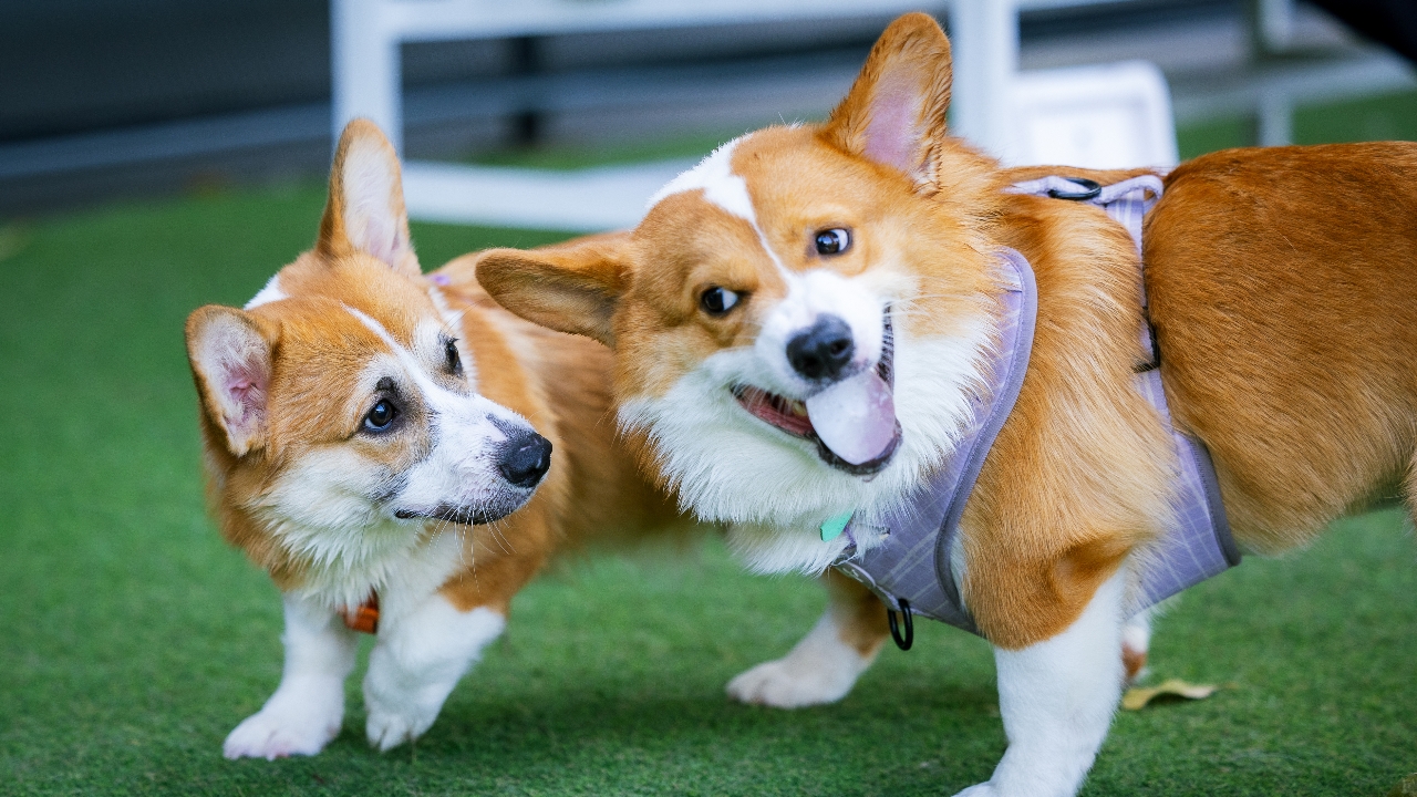 ชวนปักหมุด Pet Expo 2568 งานของคนรักสัตว์เลี้ยง สวรรค์ที่เหล่าเพื่อนซี้รอคอย เริ่ม 1 พ.ค. นี้