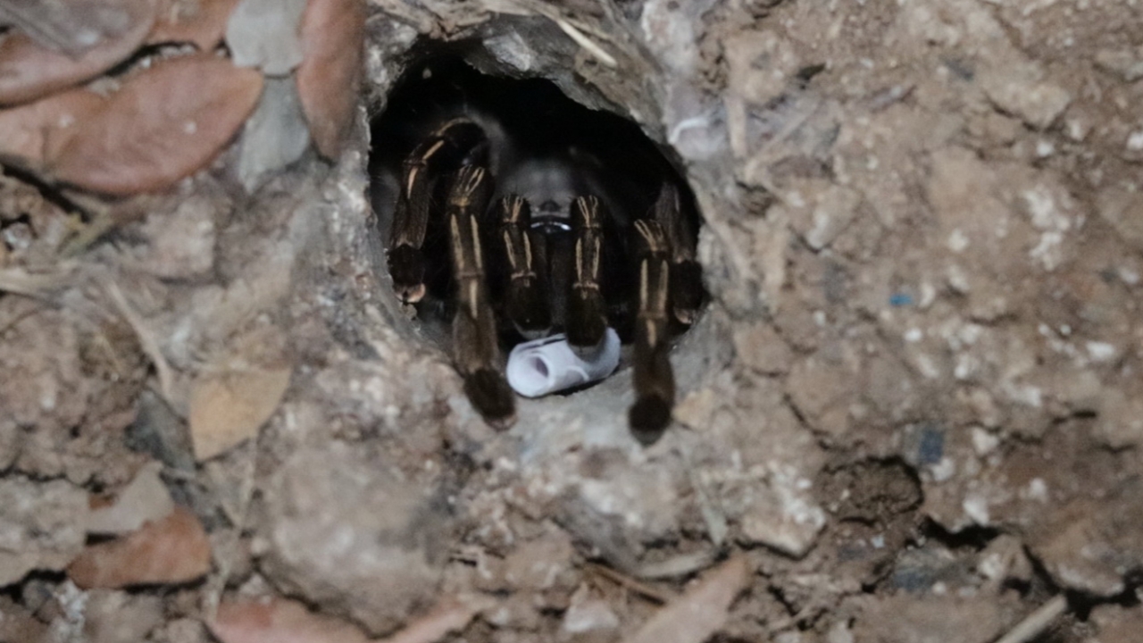 ความหวังคอหวย ทำพิธีเสี่ยงทาย "พญาบึ้ง" ไม่ผิดหวังได้ "เลขเด็ด" สมใจ