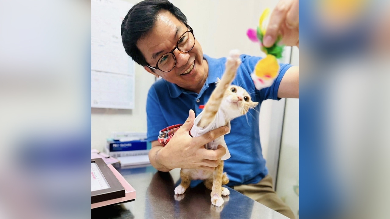 "น้องสตง" แมวส้มรอดชีวิตจากตึกถล่ม ได้อยู่บ้านใหม่ ผู้บริหาร รพ. ชื่อดัง