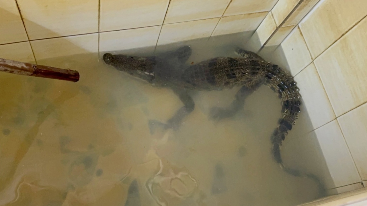 "จระเข้" โผล่ด่านตรวจ ทหารจับขังไว้ห้องน้ำวอนเจ้าของมารับคืน คนผวาไม่กล้าเข้า