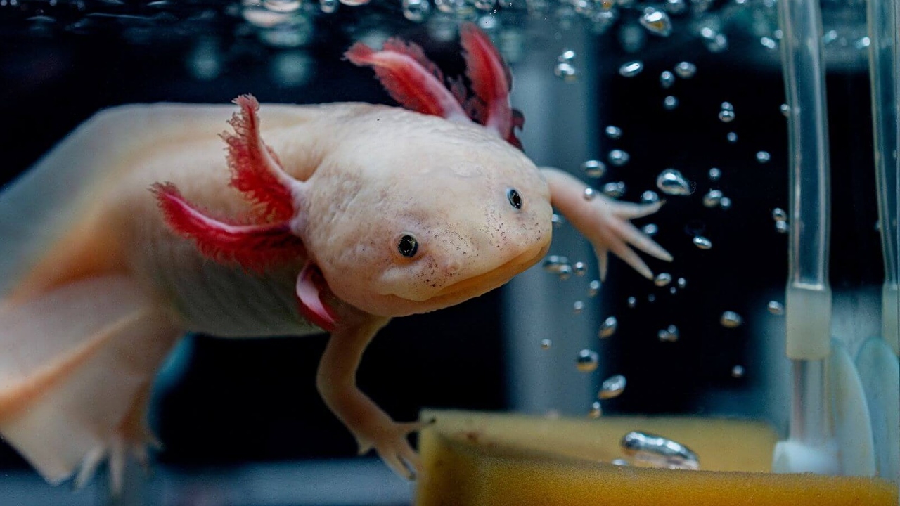 นักวิทย์ค้นพบวิธีช่วย "แอกโซลอเติล" สัตว์ครึ่งบกครึ่งน้ำเสี่ยงสูญพันธุ์