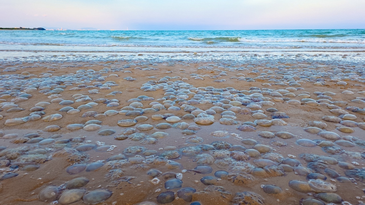 นักท่องเที่ยวตะลึง ฝูง "แมงกะพรุน" นับหมื่นตัว เกยตื้นตายปริศนาบนชายหาดระยอง