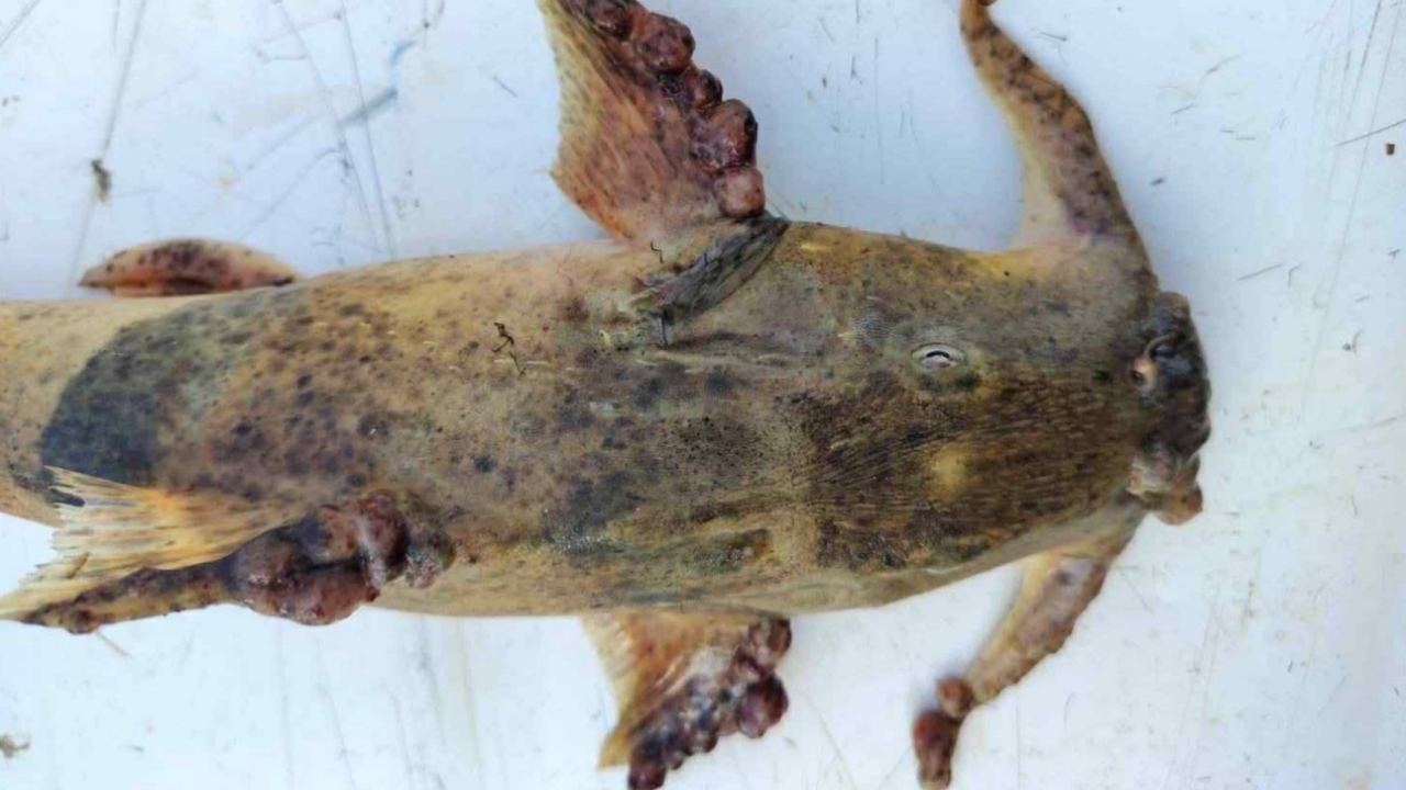 ประมงจังหวัด แจงภาพปลาแม่น้ำกกผิดปกติ ชี้เป็นภาพเก่าปี 67 ปัจจุบันยังไม่เจอ