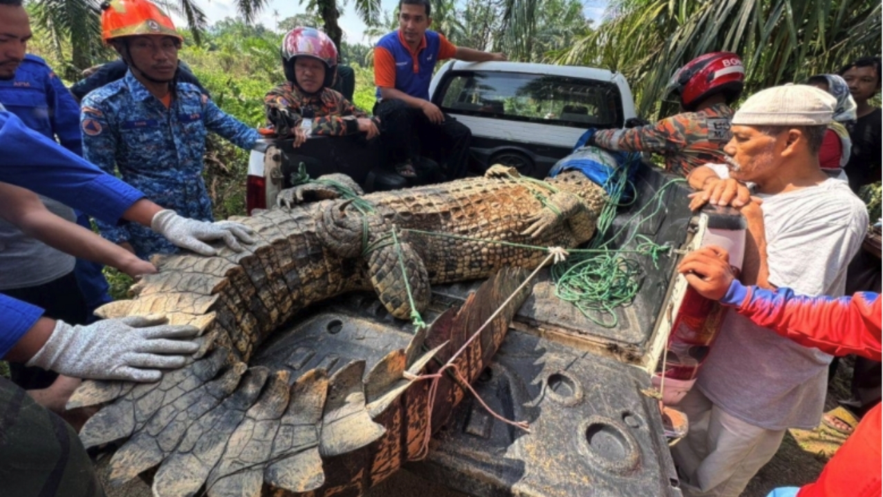 ชาวบ้านผวา พบจระเข้ยักษ์หนัก 410 กิโลกรัม บุกสวนปาล์มมาเลเซีย (คลิป)
