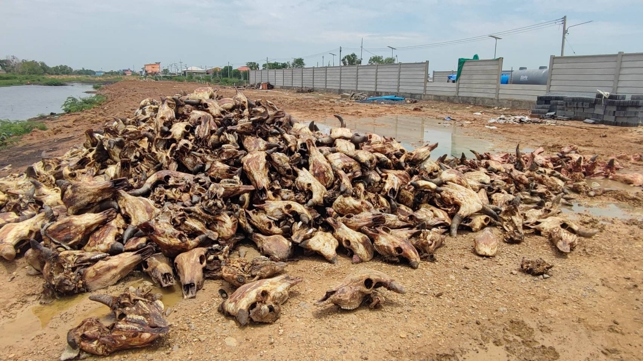 สยองมาก พบ "ซากหัววัว" ถูกทิ้งริมถนน ส่งกลิ่นเหม็นหนัก มีแมลงวันตอมเพียบ