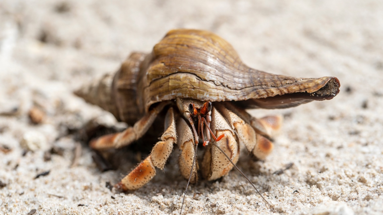 รวบชาวจีน 3 คนในญี่ปุ่น  หลังพบปูเสฉวนคุ้มครองหลายพันตัวในกระเป๋าเดินทาง