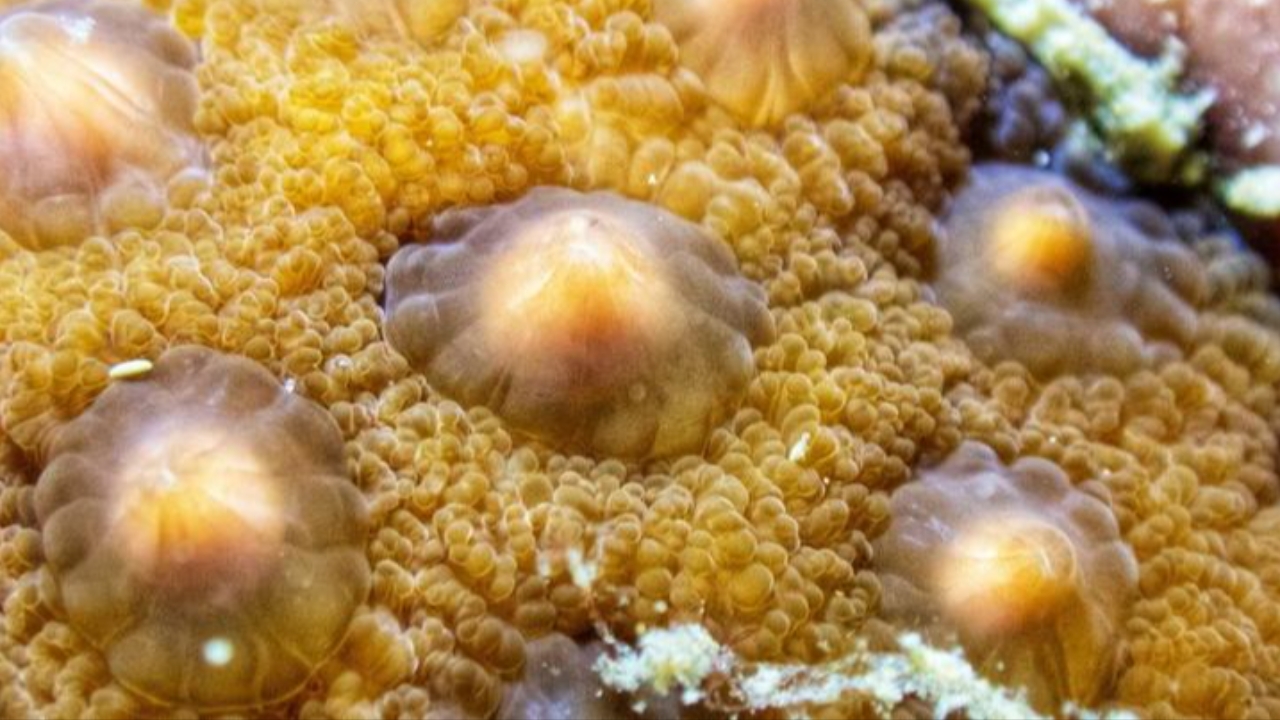 กัมพูชาเฮ นักอนุรักษ์พบปรากฎการณ์ "ปะการังออกไข่" บริเวณหมู่เกาะรง จ.พระสีหนุ