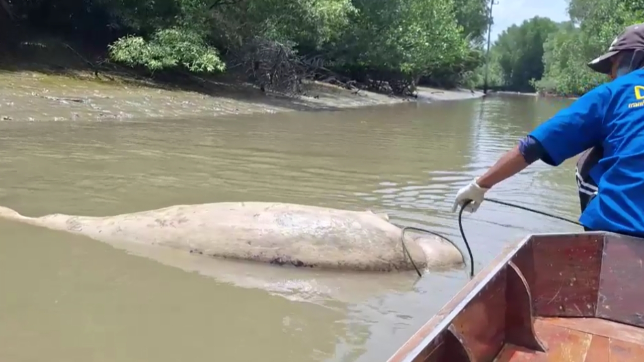 เศร้า พบซากโลมาอิรวดี ลอยติดใต้ถุนบ้านย่านพระสมุทรเจดีย์ เร่งหาสาเหตุการตาย